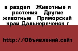  в раздел : Животные и растения » Другие животные . Приморский край,Дальнереченск г.